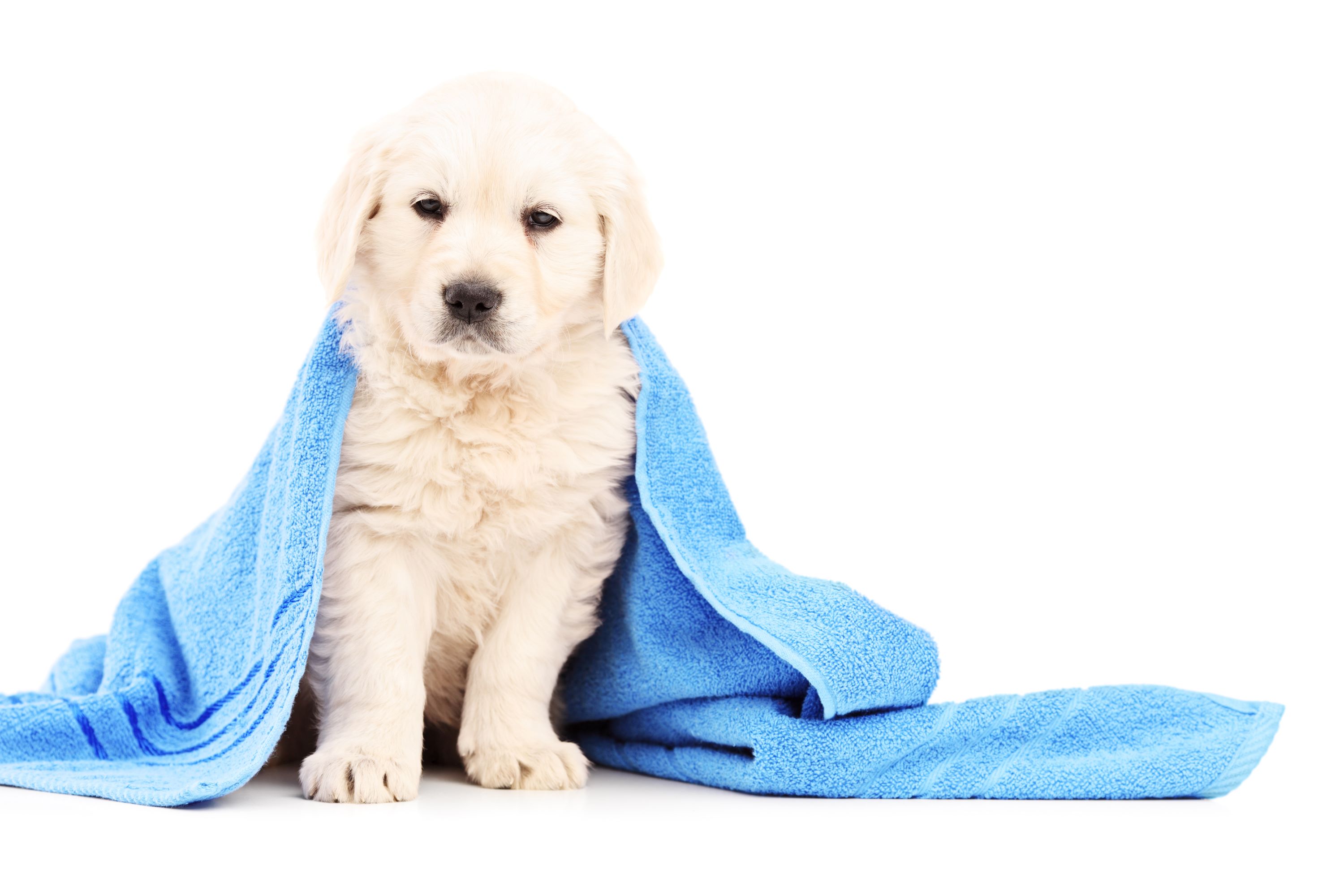 White Dog Shutterstock 164649125